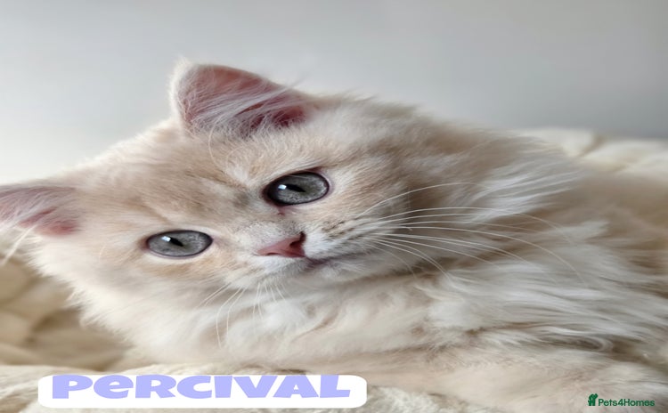 British Shorthair cats - Advert 3
