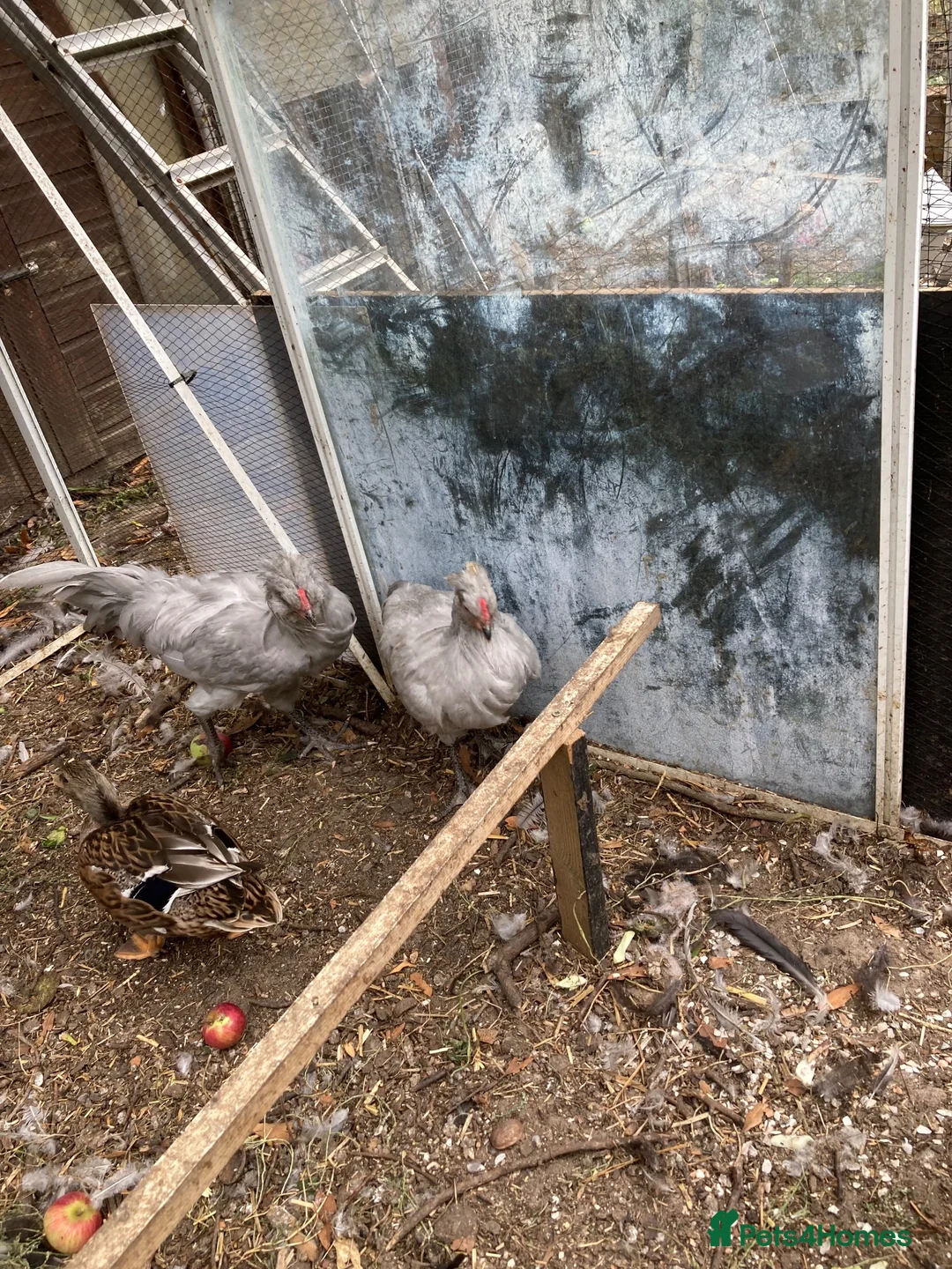 Hens poultry for sale: Lavender araucana in Eye - Advert 1
