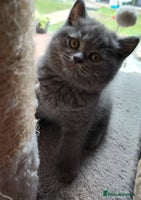 British Shorthair cats - Advert 10