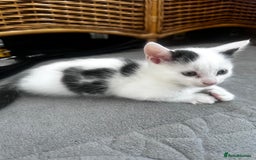 Turkish Angora cats for sale: 2 Turkish anagora X Bombay kittens - Image 4