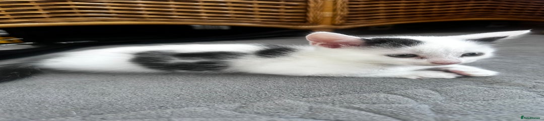 Turkish Angora Kitten 2