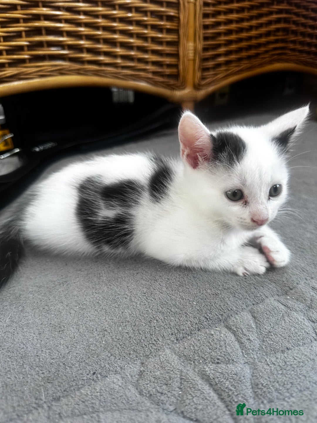 Turkish Angora cats for sale: 2 Turkish anagora X Bombay kittens - Image 4