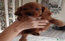 Cavapoo dogs for sale: Cavapoo puppies ❤️ !!!  Last boy !!!!!  - Image 1