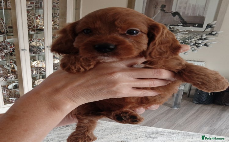 Cavapoo dogs - Advert 3
