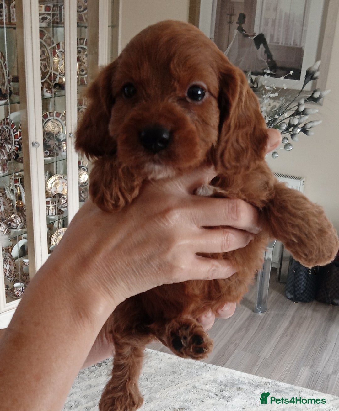 Cavapoo dogs for sale: Cavapoo puppies ❤️ !!!  Last boy !!!!!  - Image 1