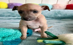 Italian Greyhound dogs for sale: KC Reg. Stunning Italian Greyhound Pups. - Image 7