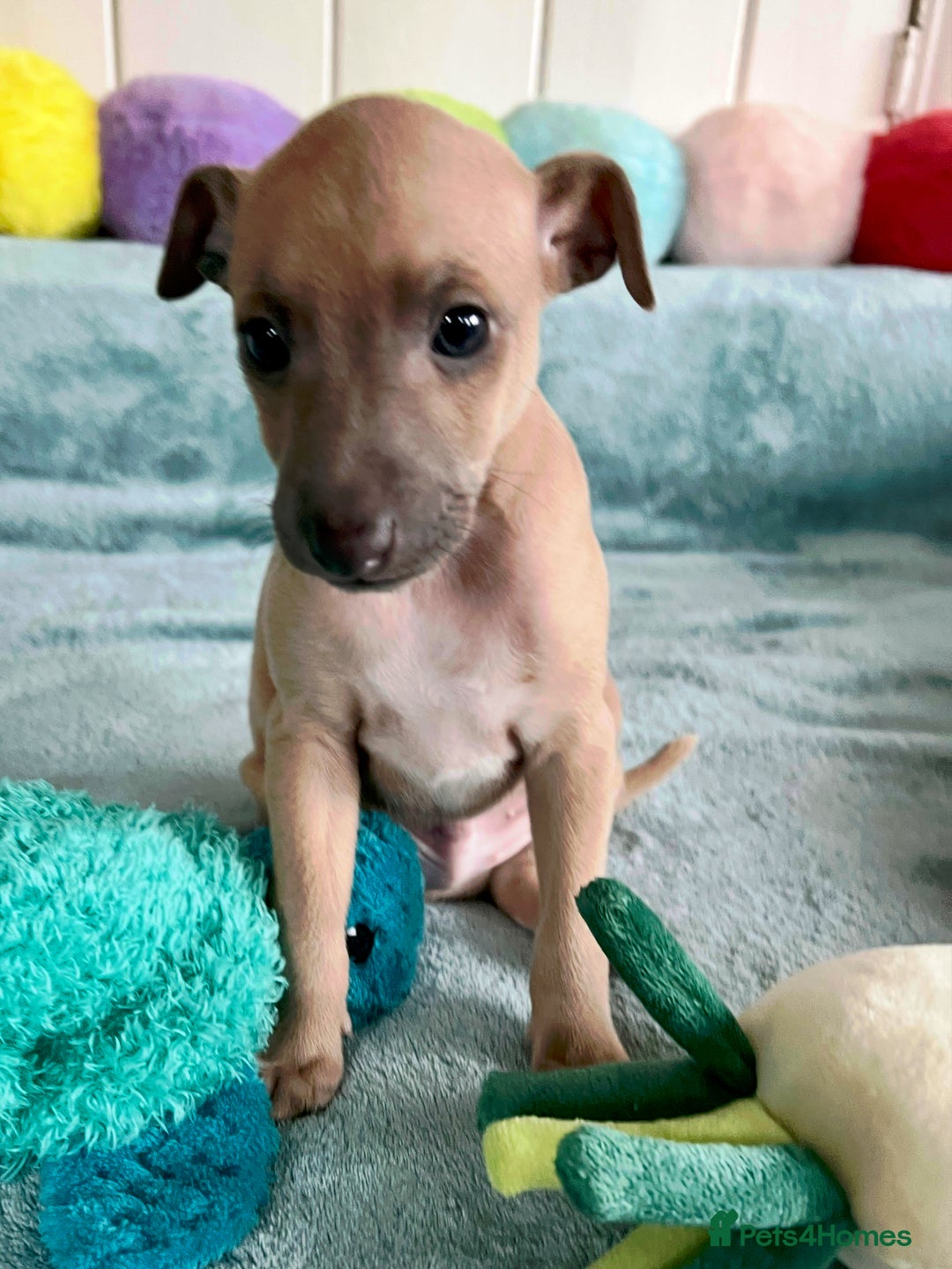 Italian Greyhound dogs for sale: KC Reg. Stunning Italian Greyhound Pups. - Image 7