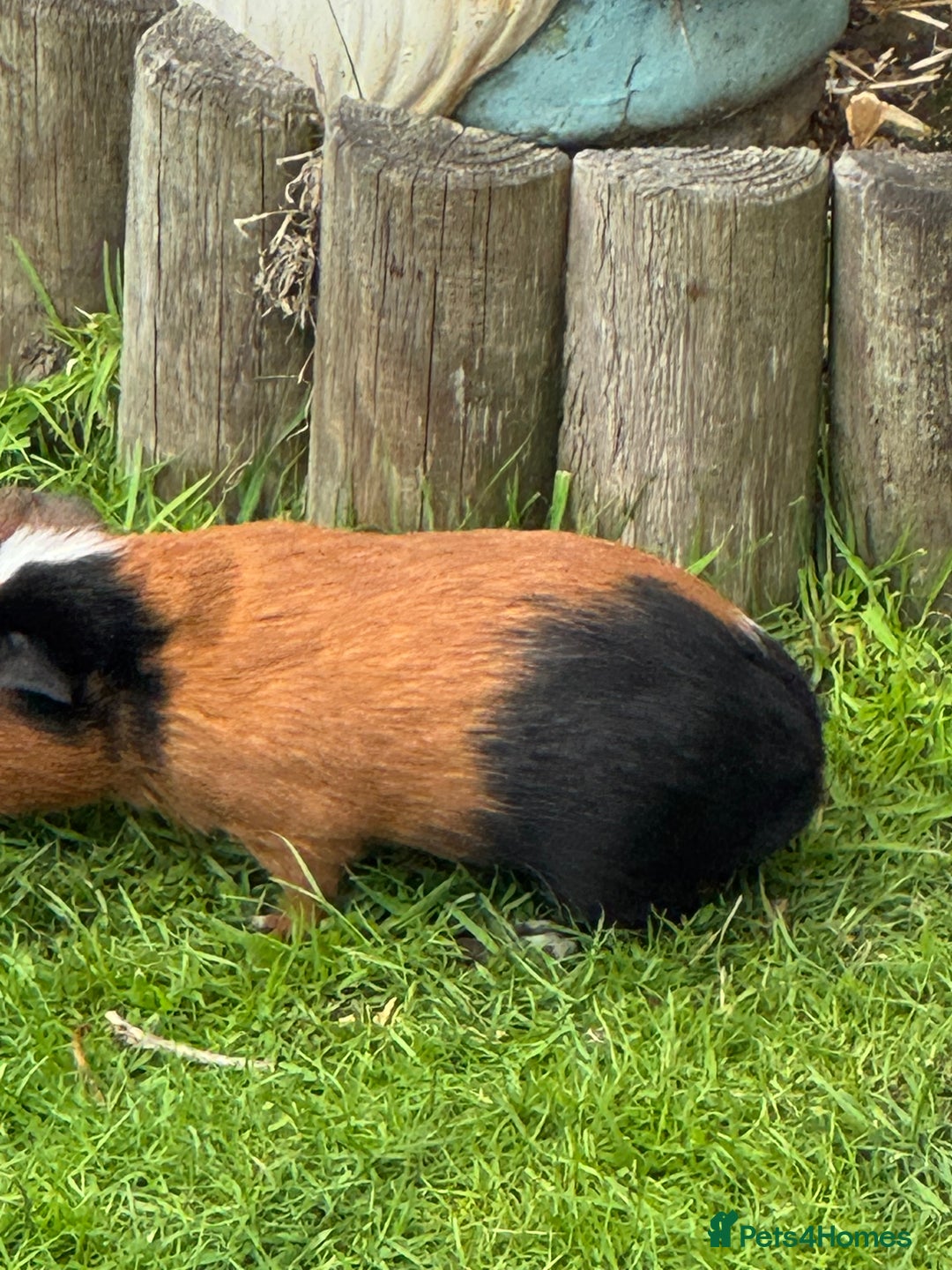 Guinea Pig rodents for sale: Guinea pig boars Torts  - Image 6