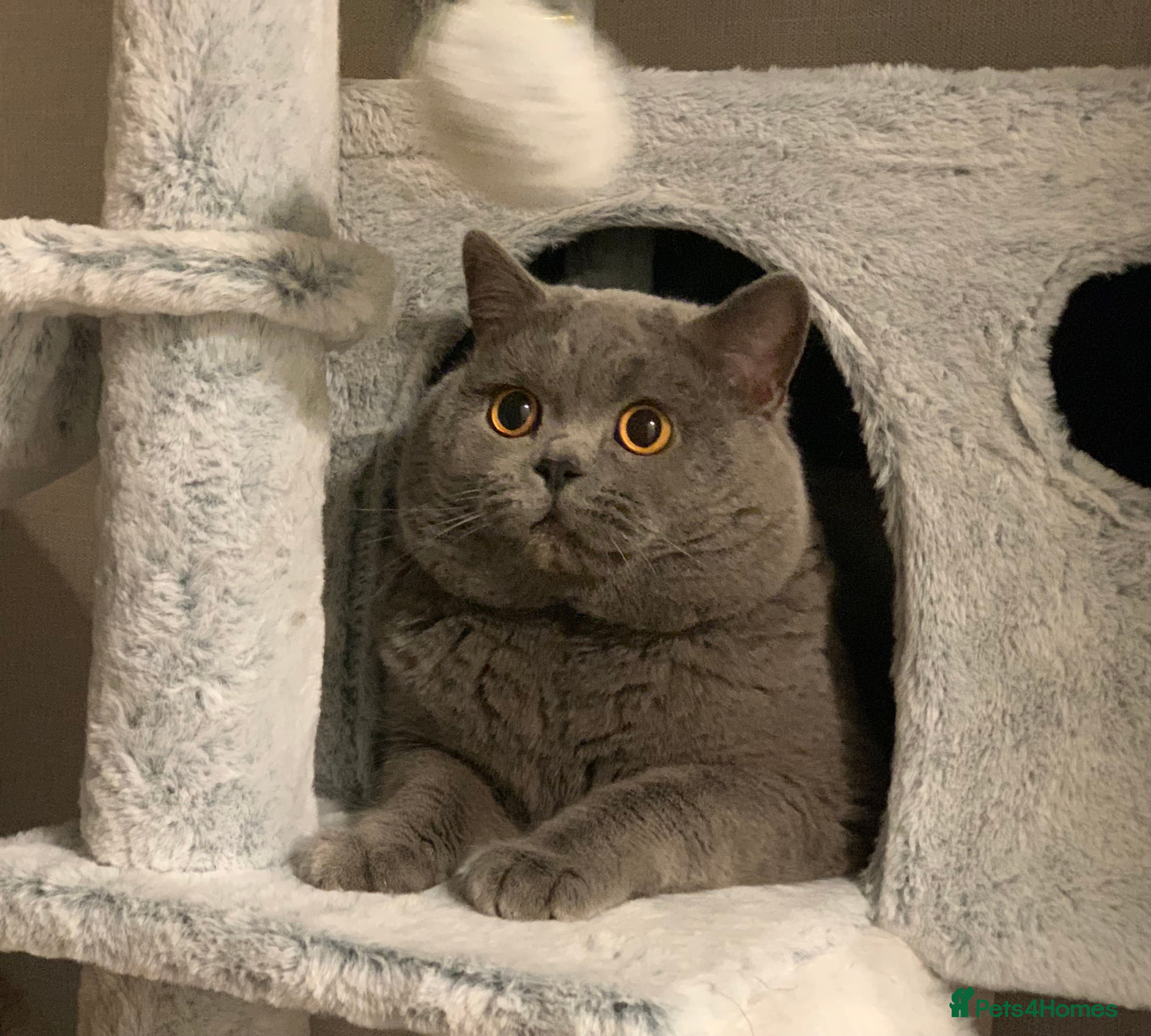 British Shorthair cats GCCF Active Reg BSH Blue Ch.l. 2 studs available  in Bolton - Advert 7