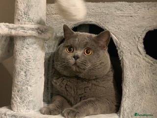 British Shorthair cats GCCF Active Reg BSH Blue Ch.l. 2 studs available in Bolton - Advert 18