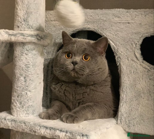 British Shorthair cats GCCF Active Reg BSH Blue Ch.l. 2 studs available in Bolton - Advert 5