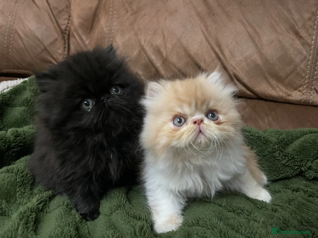Persian cats for sale: Beautiful Pedigree Persians  - Advert 1