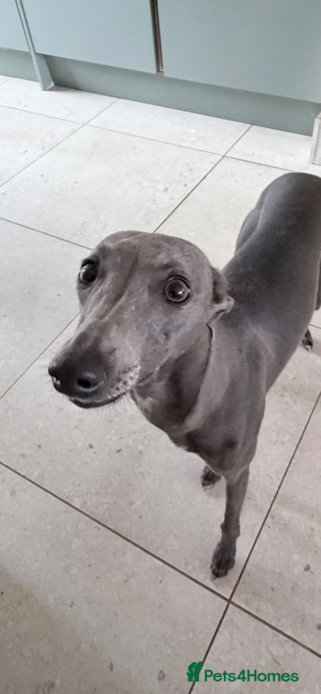 Whippet dogs for sale: Whippet bitch for rehomimg  in Doncaster - Advert 2