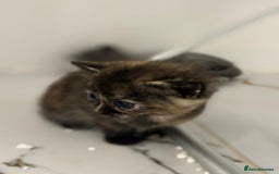 Mixed Breed cats for sale: Ragdoll x British Longhair x Moggie - Image 12