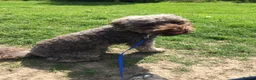 Labradoodle dogs for sale: F2 labradoodle 8yo male for rehoming  - Advert 2