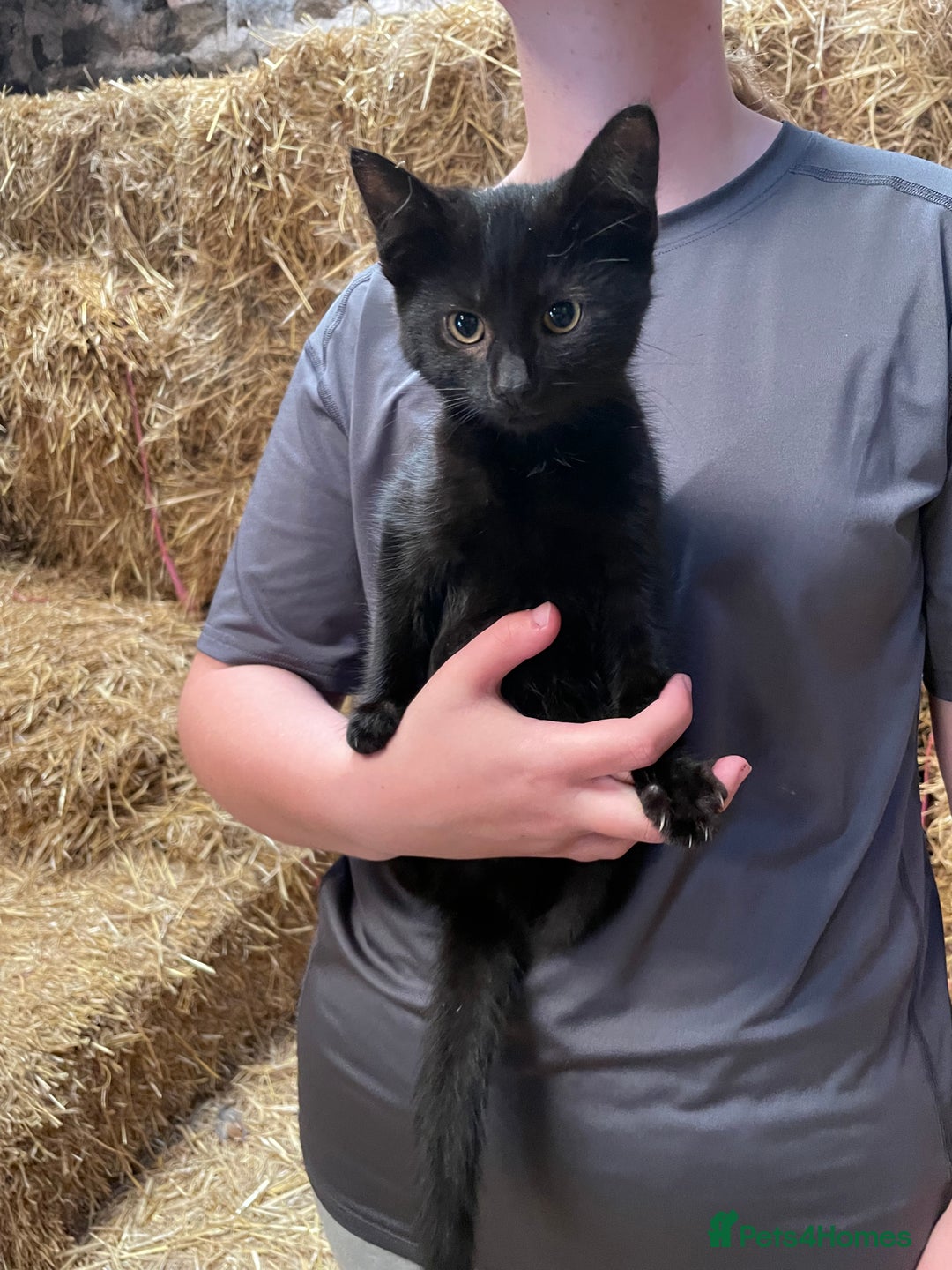 Mixed Breed cats for sale: Black/ black & white kittens Lancaster / Bentham - Image 4