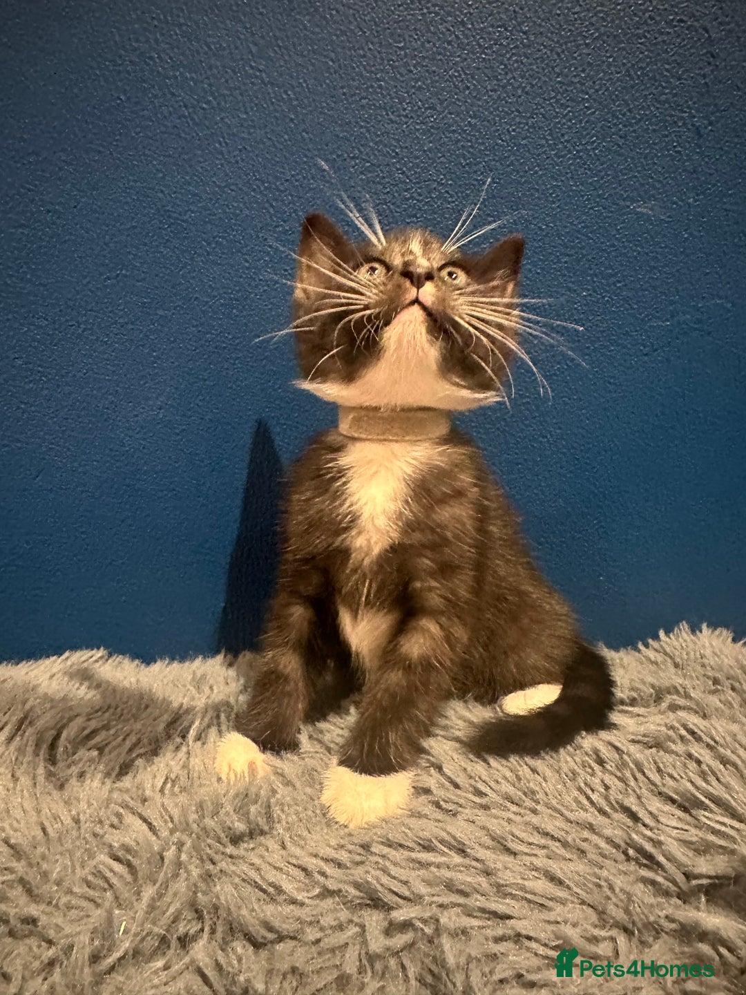 Bengal cats for sale: Queen boo 💕❤️ - Image 25