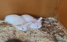 Mini Lion Lop rabbits for sale: 2 female mini lion lop - Image 2