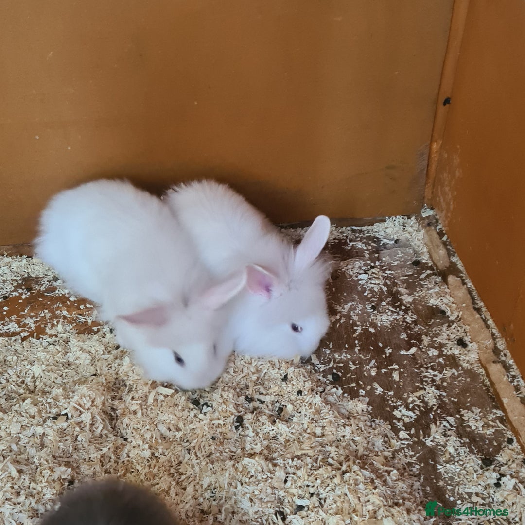 Mini Lion Lop rabbits for sale: 2 female mini lion lop - Image 2