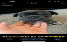 French Bulldog dogs for sale: Beautiful French bulldogs 🐶   - Image 5