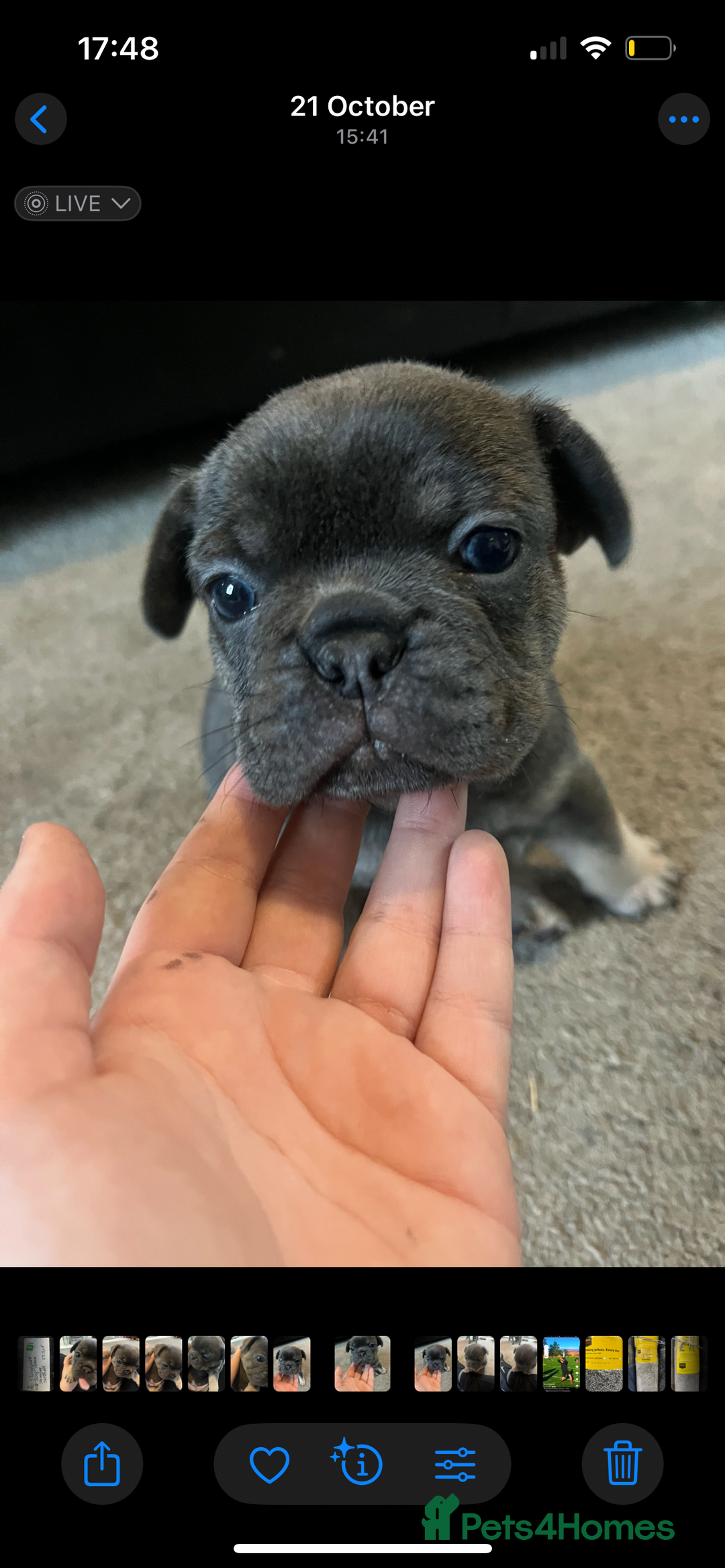 French Bulldog dogs for sale: Beautiful French bulldogs 🐶   - Image 5