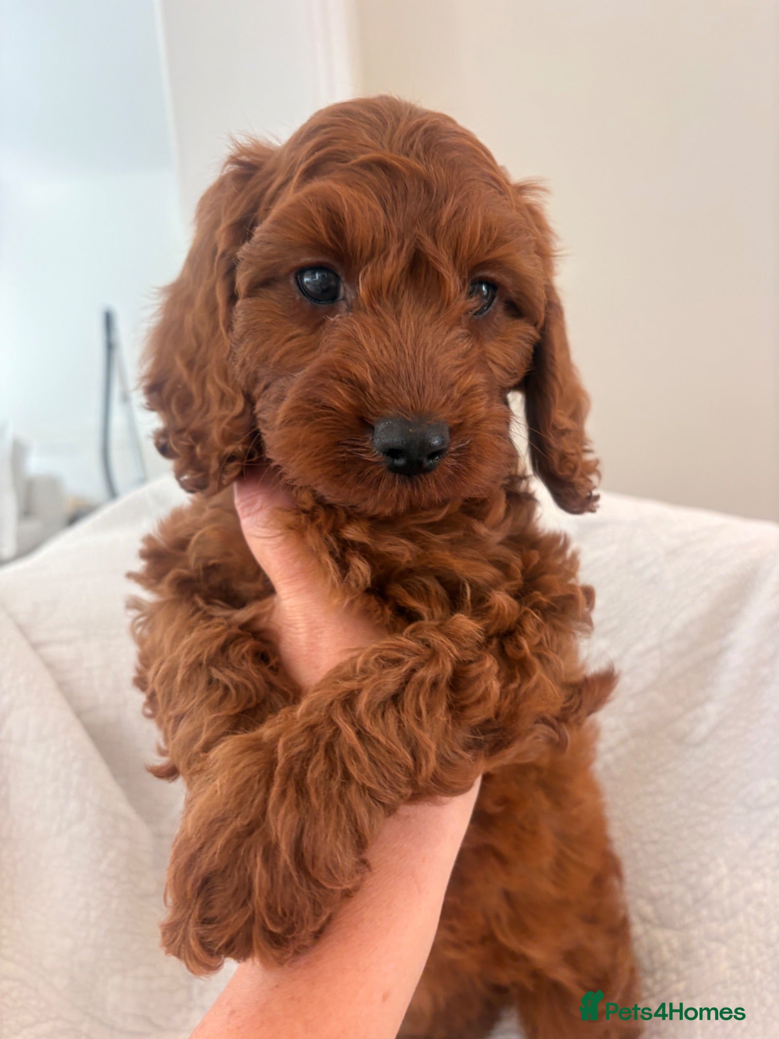 Cavapoo dogs LICENSED BREEDER HEALTH TESTED CAVAPOOS - Advert 1