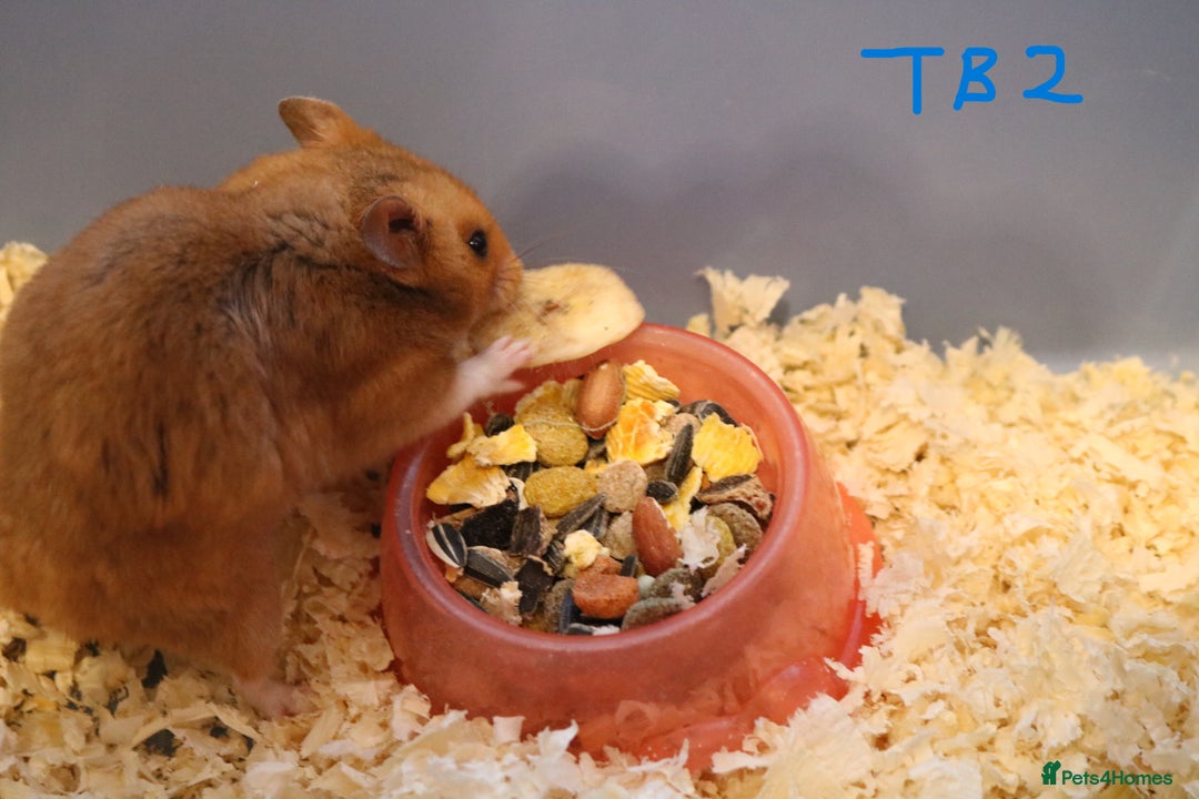 Hamster rodents for sale: Young Syrian Hamsters - Image 17