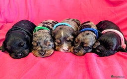 Cavapoo dogs for sale: Beautiful Phantom Merle and Phantom Cavapoos - Image 1