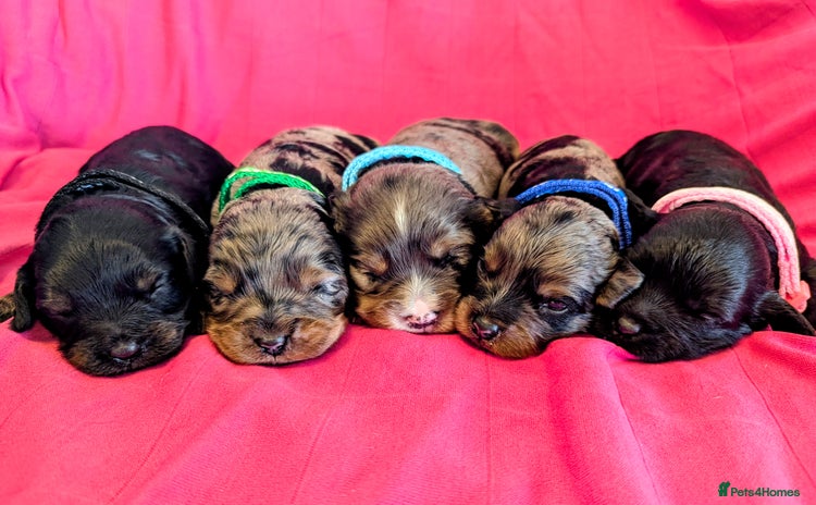 Cavapoo dogs - Advert 3