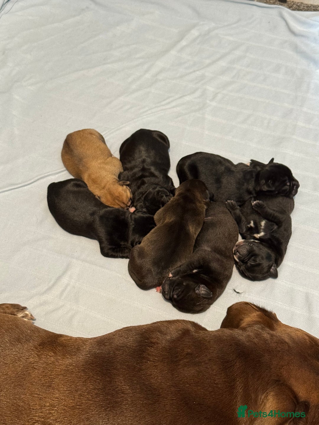 Mixed Breed dogs for sale: 7 beautiful puppies for sale - Image 28