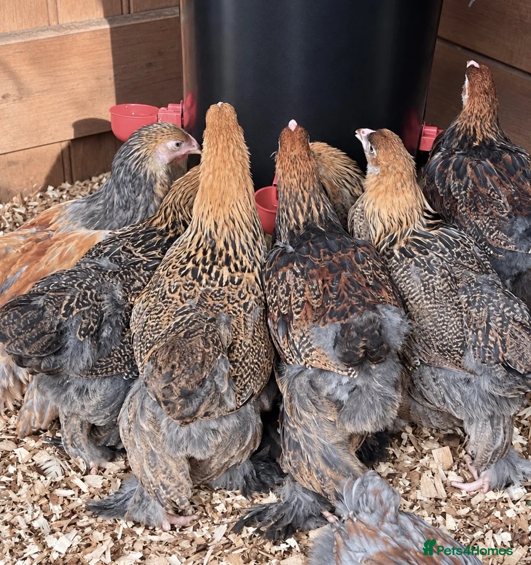 Chickens poultry for sale: Brahma Pullets  - Advert 6