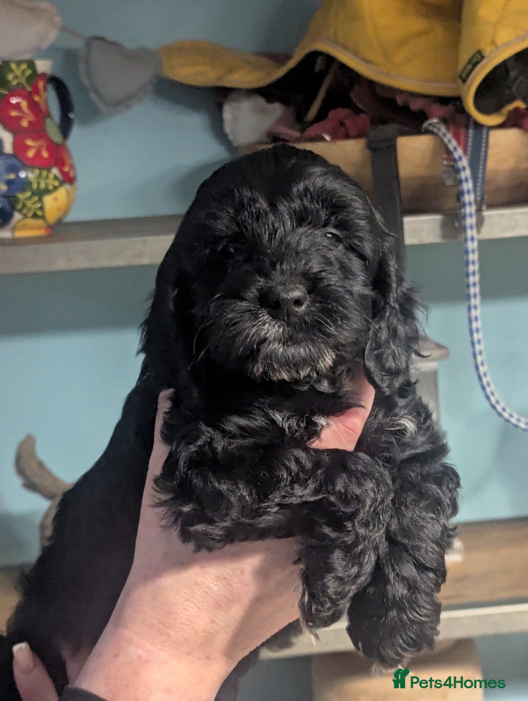 Cockapoo dogs for sale: Two beautiful sisters F1 cockapoos  - Advert 3