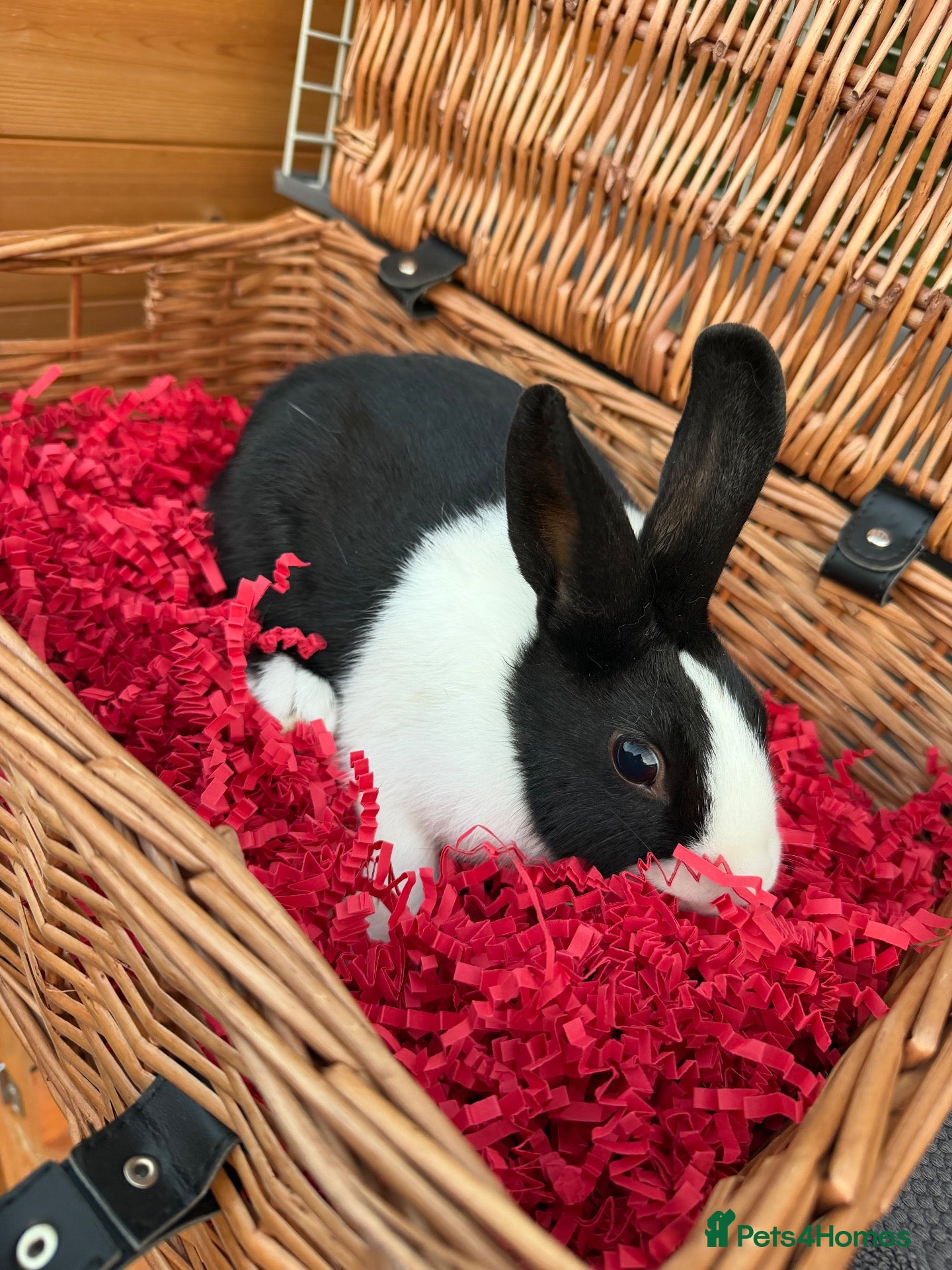 Mini Lop rabbits NOW SOLD!!!  - Advert 3