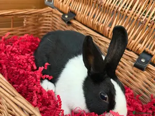 Mini Lop rabbits NOW SOLD!!! - Advert 3