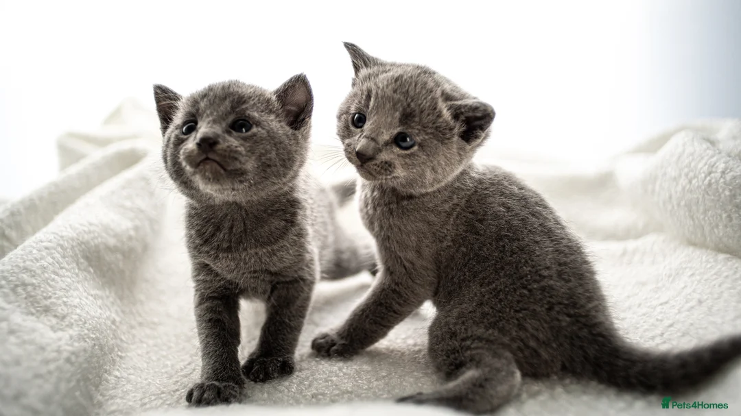 Russian Blue cats for sale: *One Beautiful Russian Blue Male Kitten Left!* - Advert 6