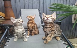 Bengal cats for sale: Show quality pure bengal kittens. - Image 2