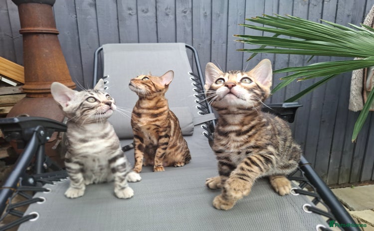 Bengal cats - Advert 9