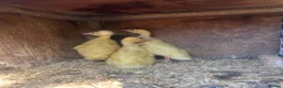 Ducks poultry for sale: 5 Indian runner ducking for sale   - Advert 5