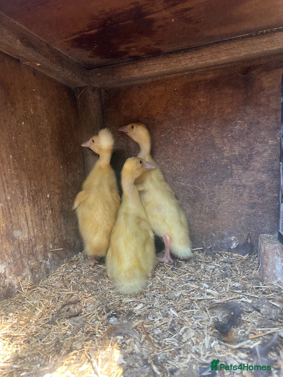 Ducks poultry for sale: 5 Indian runner ducking for sale   - Advert 5