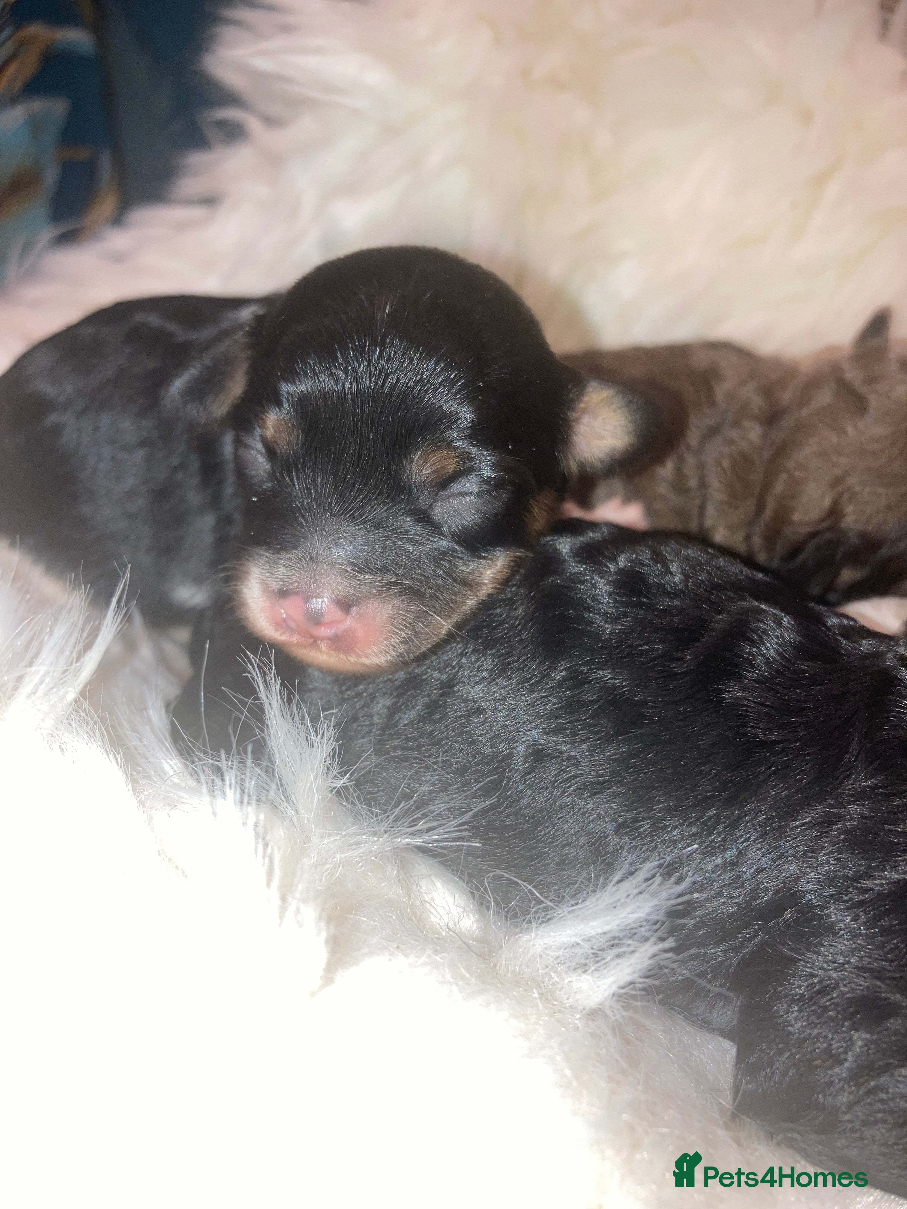 Cavapoo dogs Stunning toy cavapoo puppies  - Advert 10