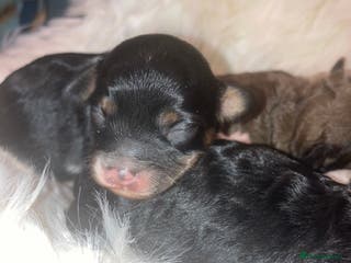 Cavapoo dogs Stunning toy cavapoo puppies - Advert 10