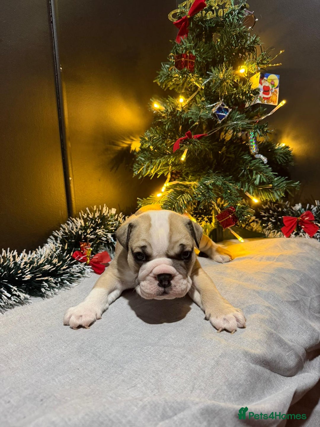 English Bulldog dogs for sale: English Bulldog Puppies Coloured  - Advert 20