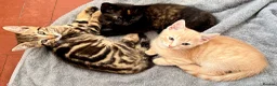Mixed Breed cats for sale: ❤︎︎ Half-Bengal Kittens Looking for Loving Homes - Advert 3