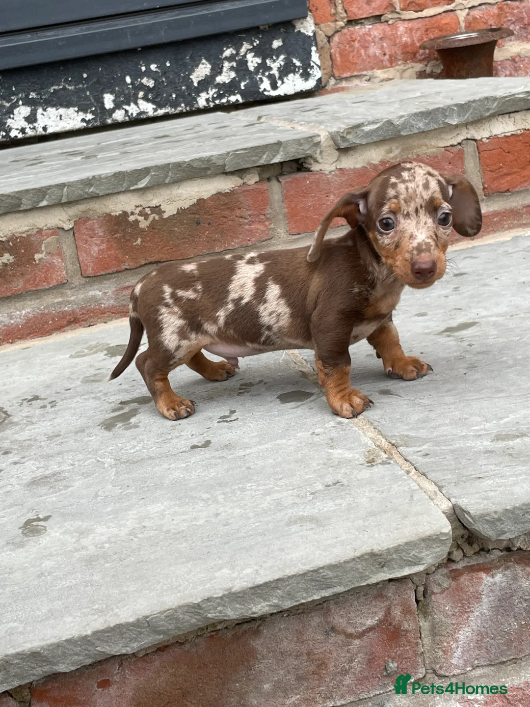 Miniature Dachshund dogs for stud: Stud Lilac Miniature Dachshund carrying cream. - Advert 9