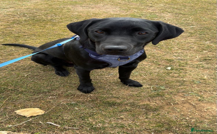 Labrador Retriever dogs - Advert 4