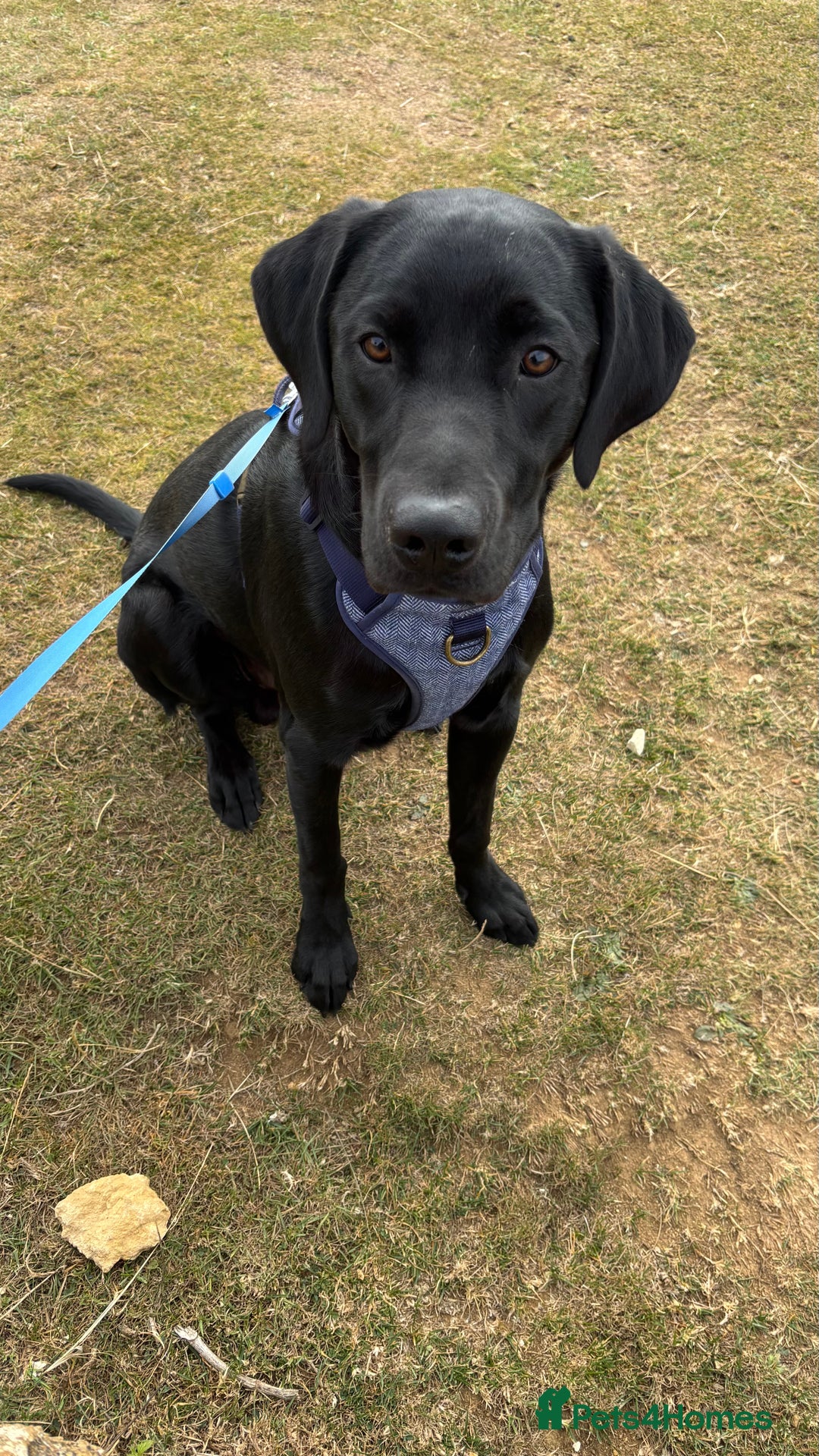 Labrador Retriever dogs for sale: Looking to rehome Arlo  - Image 1