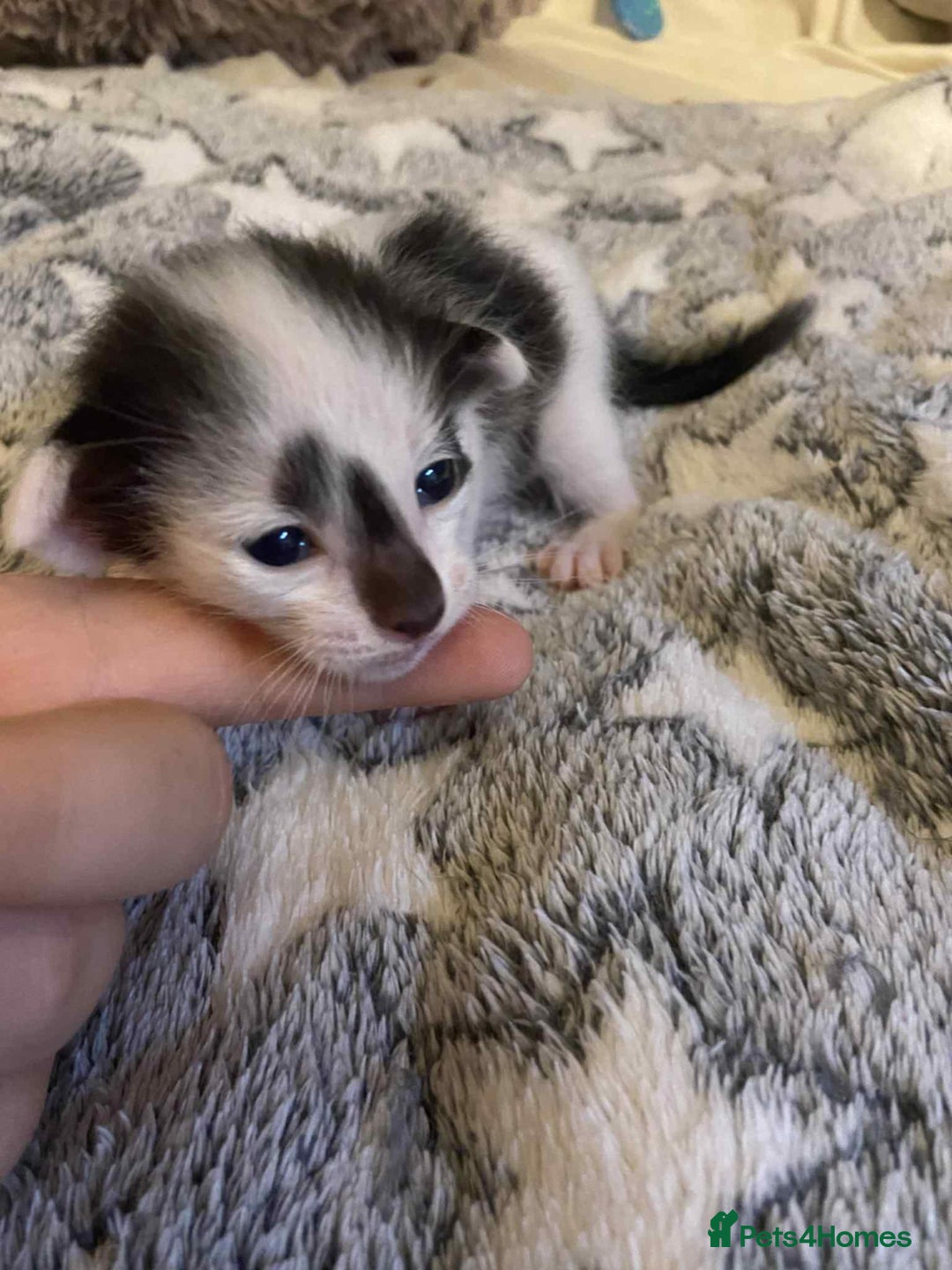 Oriental cats for sale:  GCCF Oriental Kittens For Sale - Image 12