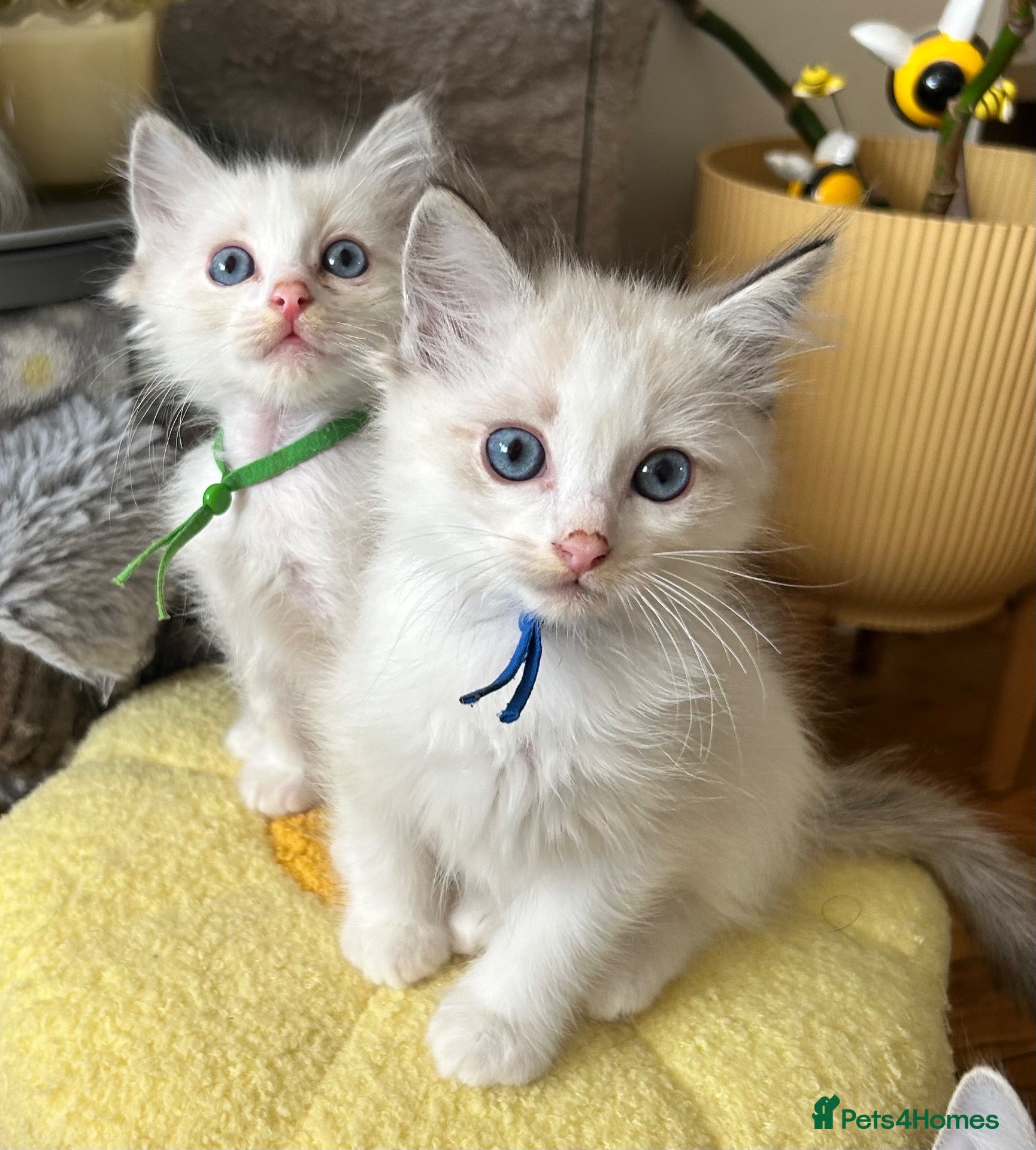 Ragdoll cats 😻 9 WEEKS AMAZING RAGDOLL KITTENS READY NOW 😻 - Advert 2