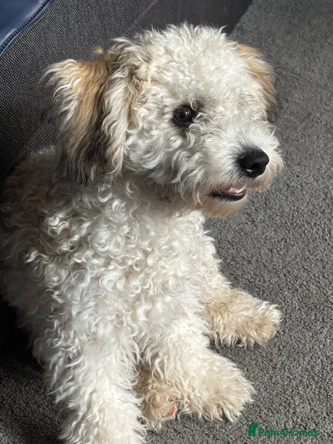 Zuchon dogs for sale: Looking for a loving home in Dudley - Image 1
