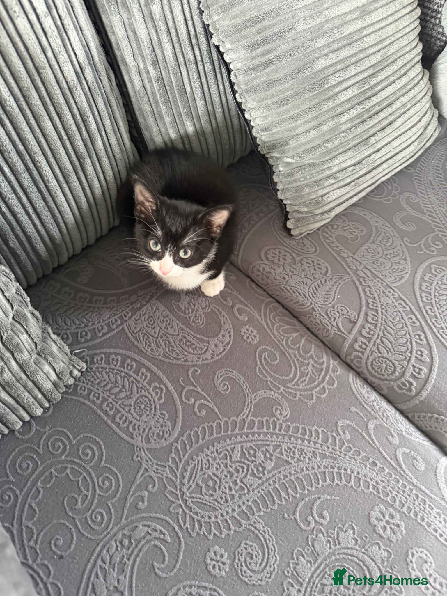 Mixed Breed cats 10 week old Friendly kitten  - Advert 4
